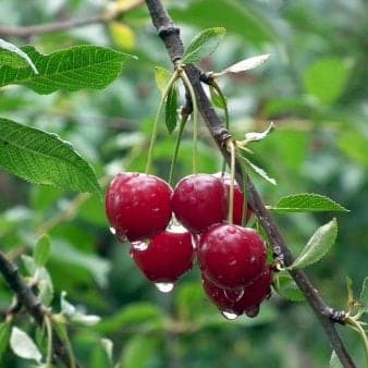 Se Sød kirsebær 'Early Star' Havefrugttræ - A-kvalitet 4-8 grene, 130-170 cm. 10 liter potte (Colt) ❤ Kæmpe udvalg i Plantetorvet ❤ Hurtig levering: 1 - 2 Hverdage samt billig fragt - Varenummer: PTT-98344 og barcode / Ean: på lager - Udsalg på Frugttræer & Frugtbuske > Sød Kirsebær Spar op til 64% - Over 785 kendte brands på udsalg