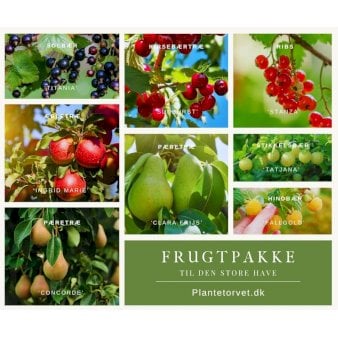 Frugtpakke til den store have A-Kvalitet, barrods pakke med 21 stk