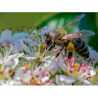 Bivenlig naturpakke til 50 kvm. Bivenlig naturpakke til 50 kvm.