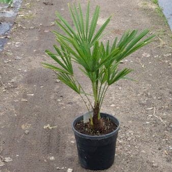 Se Hørpalme Potte 5,0 Liter ❤ Kæmpe udvalg i Plantetorvet ❤ Hurtig levering: 1 - 2 Hverdage samt billig fragt - Varenummer: PTT-97203 og barcode / Ean: på lager - Udsalg på Terrasse Planter > Trachycarpus Spar op til 54% - Over 1160 kendte mærker på udsalg