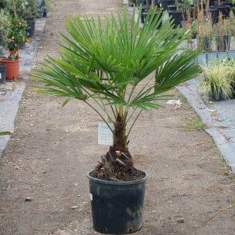 Se Hørpalme Opstammet 20 cm. 15 liter potte ❤ Kæmpe udvalg i Plantetorvet ❤ Hurtig levering: 1 - 2 Hverdage samt billig fragt - Varenummer: PTT-97202 og barcode / Ean: på lager - Udsalg på Terrasse Planter > Trachycarpus Spar op til 55% - Over 1160 kendte mærker på udsalg