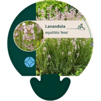 Lavendel &