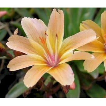 Se Lewisia 'Little Peach' ❤ Kæmpe udvalg i Plantetorvet ❤ Hurtig levering: 1 - 2 Hverdage samt billig fragt - Varenummer: PTT-59854 og barcode / Ean: på lager - Udsalg på Stauder > Bitterrod Spar op til 59% - Over 857 kendte brands på udsalg