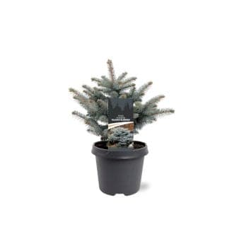 Se Blågran 'Glauca Globosa' Potte 5,0 liter,- 25-30 cm. ❤ Kæmpe udvalg i Plantetorvet ❤ Hurtig levering: 1 - 2 Hverdage samt billig fragt - Varenummer: PTT-66821 og barcode / Ean: på lager - Udsalg på Nåletræer > Grantræer Spar op til 56% - Over 785 kendte brands på udsalg