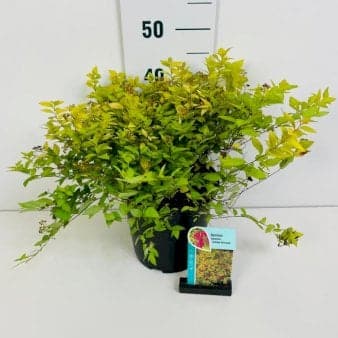 Se Spiraea japonica &