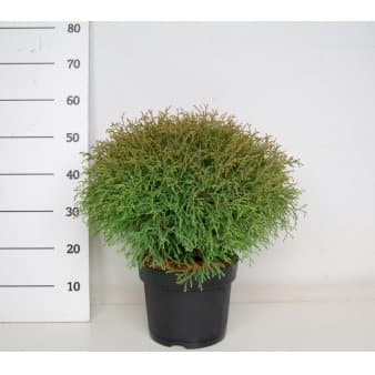 Se Thuja 'Mr Bowling Ball' Potte 7,5 liter 40-60 cm. ✔ Kæmpe udvalg i Plantetorvet ✔ Hurtig levering: 1 - 2 Hverdage samt billig fragt - Varenummer: PTT-90665 og barcode / Ean: på lager - Udsalg på Nåletræer > Thuja Spar op til 57% - Over 1354 design brands på udsalg