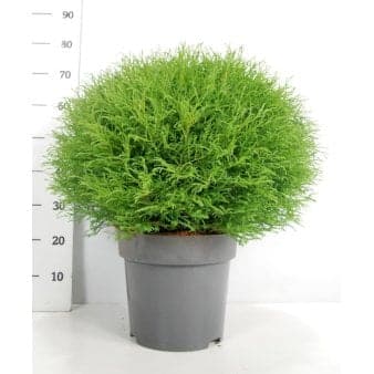 Se Thuja 'Mr Bowling Ball' Potte 12 liter,- 40-60 cm. ✔ Kæmpe udvalg i Plantetorvet ✔ Hurtig levering: 1 - 2 Hverdage samt billig fragt - Varenummer: PTT-90666 og barcode / Ean: på lager - Udsalg på Nåletræer > Thuja Spar op til 56% - Over 1354 design brands på udsalg