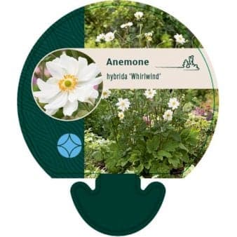 Se Høstanemone 'Whirlwind' ❤ Kæmpe udvalg i Plantetorvet ❤ Hurtig levering: 1 - 2 Hverdage samt billig fragt - Varenummer: PTT-92020 og barcode / Ean: på lager - Udsalg på Stauder > Anemone Spar op til 54% - Over 857 kendte brands på udsalg