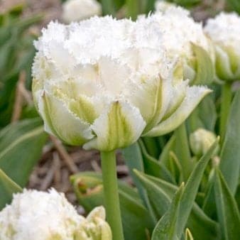 Se Tulipan 'Snow Crystal' » Kæmpe udvalg i Plantetorvet » Hurtig levering: 1 - 2 Hverdage samt billig fragt - Varenummer: PTT-20383 og barcode / Ean: på lager - Udsalg på Blomsterløg > Tulipaner Spar op til 51% - Over 785 kendte brands på udsalg