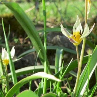 Se Tulipan 'Turkestanica' » Kæmpe udvalg i Plantetorvet » Hurtig levering: 1 - 2 Hverdage samt billig fragt - Varenummer: PTT-22175 og barcode / Ean: på lager - Udsalg på Blomsterløg > Tulipaner Spar op til 65% - Over 1112 kendte brands på udsalg