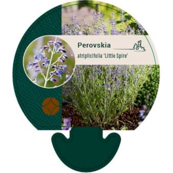 Se Russisk Salvie 'Little Spire' Bakke med 12 stk. ❤ Kæmpe udvalg i Plantetorvet ❤ Hurtig levering: 1 - 2 Hverdage samt billig fragt - Varenummer: PTT-94743 og barcode / Ean: på lager - Udsalg på Prydbuske > Russisk Salvie Spar op til 61% - Over 857 kendte brands på udsalg