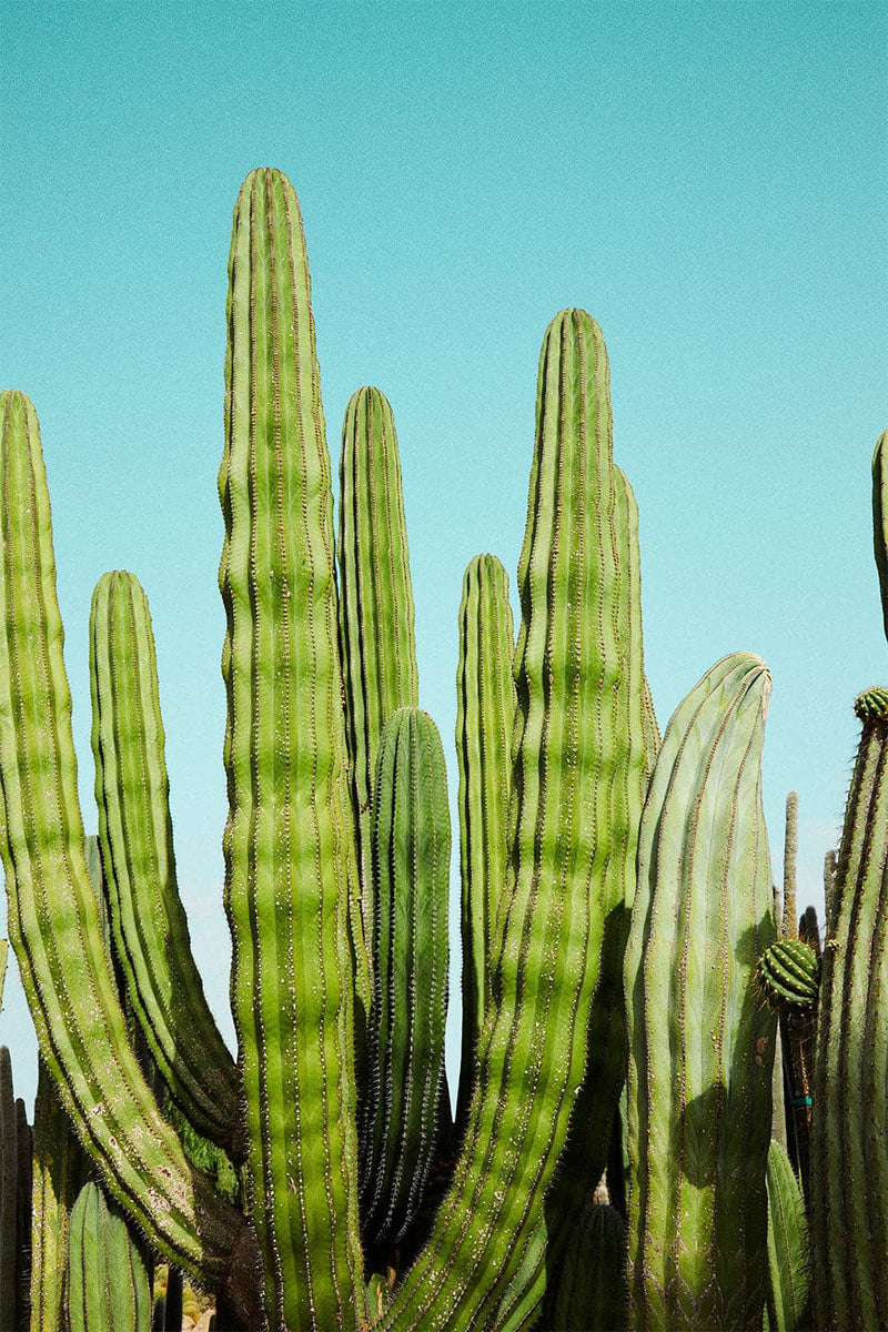 Se Cactusland no. 3 af Camilla Schmidt ❤ Stort online udvalg i Camilla Schmidt ❤ Hurtig levering: 1 - 2 Hverdage samt billig fragt ❤ Varenummer: ILL-15753 og barcode / Ean: på lager - Udsalg på Illux Art shop - Fotokunst - Camilla Schmidt - Natur - Natur fotokunst - Planter Spar op til 58% - Over 360 kendte mærker på udsalg