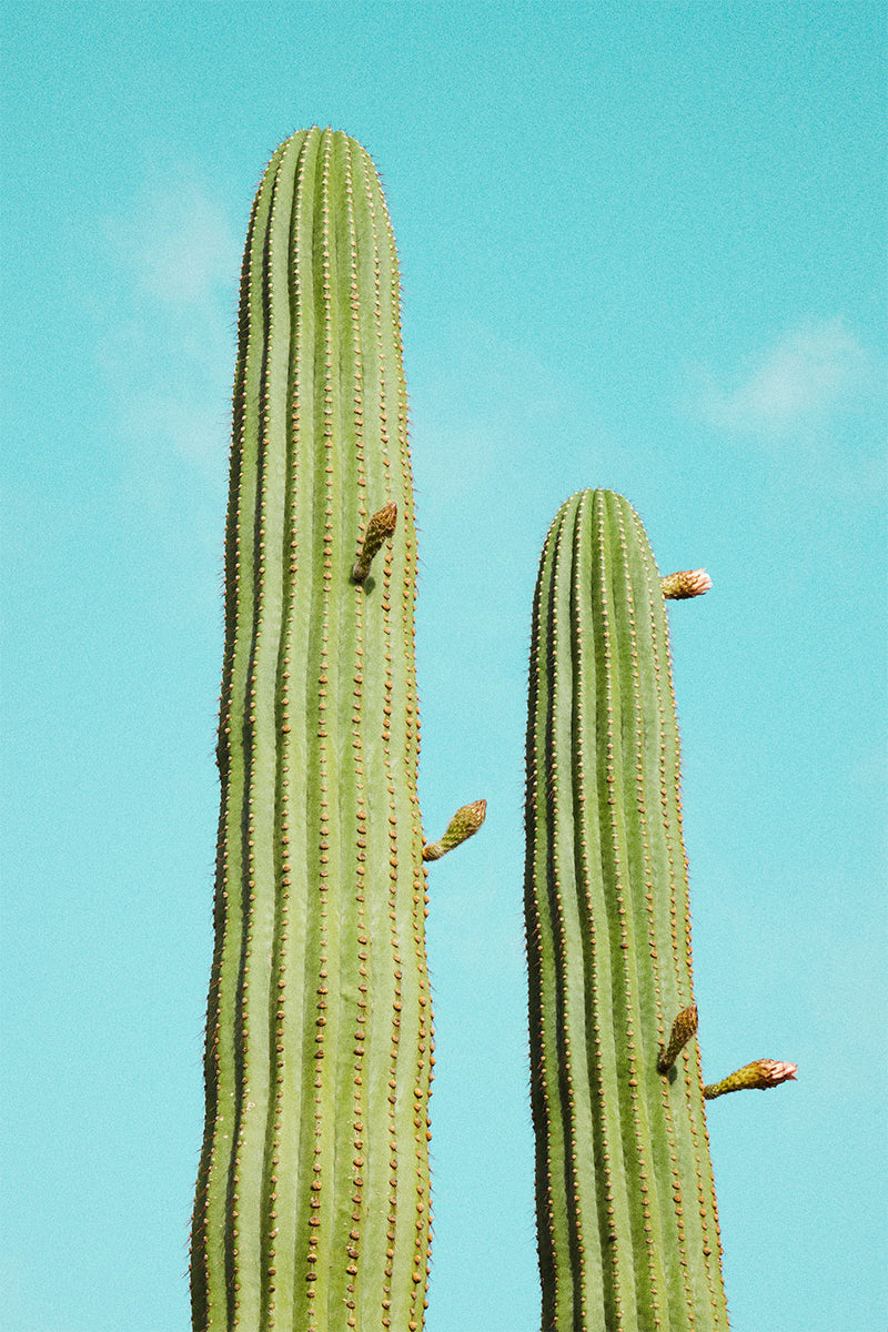 Se Cactusland no. 4 af Camilla Schmidt ❤ Stort online udvalg i Camilla Schmidt ❤ Hurtig levering: 1 - 2 Hverdage samt billig fragt ❤ Varenummer: ILL-15754 og barcode / Ean: på lager - Udsalg på Illux Art shop - Fotokunst - Camilla Schmidt - Natur - Natur fotokunst - Planter Spar op til 57% - Over 360 kendte mærker på udsalg