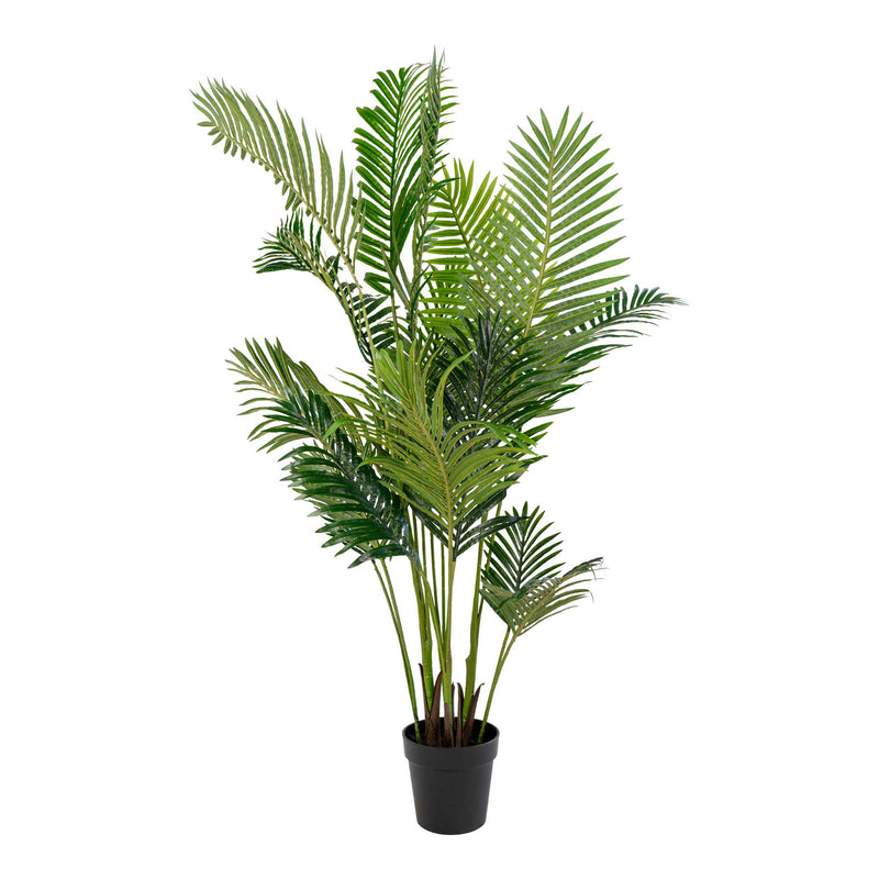 Se Areca palme 175 cm høj ❤ Stort online udvalg i Designhome ❤ Hurtig levering: 1 - 2 Hverdage samt billig fragt ❤ Varenummer: DHE-21608 og barcode / Ean: på lager - Udsalg på Palmer Spar op til 56% - Over 434 design brands på udsalg