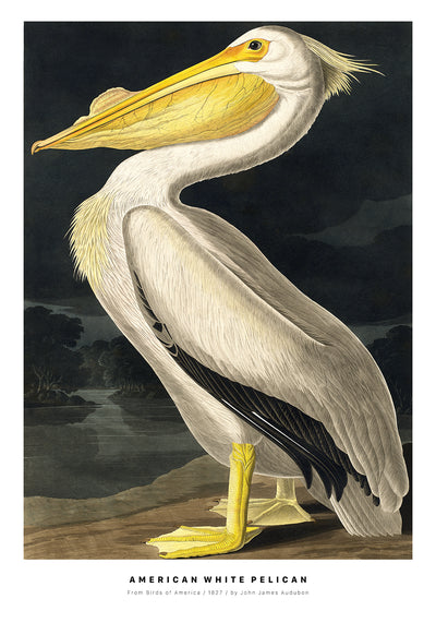 Se American White Pelican af Plakatwerket ❤ Stort online udvalg i Plakatwerket ❤ Hurtig levering: 1 - 2 Hverdage samt billig fragt ❤ Varenummer: ILL-15982 og barcode / Ean: på lager - Udsalg på Illux Art shop - Plakatwerket - Illustration - Natur - Vintage - Kendte kunstnere - BLACK WEEK 2023 &#8211; SPAR 50% SOM L?RREDSPRINT Spar op til 66% - Over 412 kendte brands på udsalg