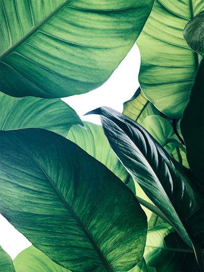 Se Calathea no. 1 af Illux ❤ Stort online udvalg i Illux ❤ Hurtig levering: 1 - 2 Hverdage samt billig fragt ❤ Varenummer: ILL-15431 og barcode / Ean: på lager - Udsalg på Illux Art shop - Mest popul?re - Fotokunst - Natur - Natur fotokunst - Planter Spar op til 67% - Over 400 kendte brands på udsalg