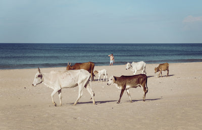 Se Cows at the beach af Frames ❤ Stort online udvalg i Frames ❤ Hurtig levering: 1 - 2 Hverdage samt billig fragt ❤ Varenummer: ILL-16142 og barcode / Ean: på lager - Udsalg på Illux Art shop - Fotokunst - Frames - Natur - Natur fotokunst - Hav og strand Spar op til 55% - Over 400 kendte brands på udsalg