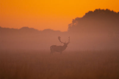 Se Dawning of a new day af Daniel Faisst ✔ Kæmpe udvalg i  Daniel Faisst ✔ Hurtig levering: 1 - 2 Hverdage samt billig fragt - Varenummer: ILL-15278 og barcode / Ean:  på lager - Udsalg på Daniel Faisst Spar op til 52% - Over 1454 design mærker på udsalg