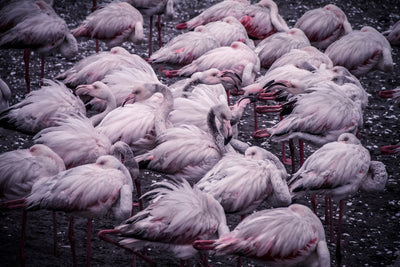 Se Flamingo Cluster af Mikkel Beiter ❤ Stort online udvalg i Mikkel Beiter ❤ Hurtig levering: 1 - 2 Hverdage samt billig fragt ❤ Varenummer: ILL-13559 og barcode / Ean: på lager - Udsalg på Illux Art shop - Fotokunst - Mikkel Beiter - Natur - Natur fotokunst - Dyr Spar op til 57% - Over 434 design brands på udsalg