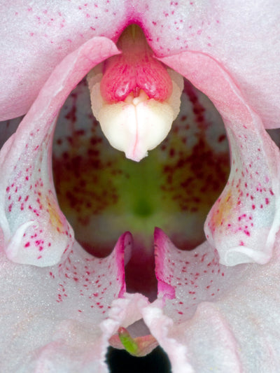 Se Impatiens Glandulifera af Pauline Snoeijs ❤ Stort online udvalg i Pauline Snoeijs ❤ Hurtig levering: 1 - 2 Hverdage samt billig fragt ❤ Varenummer: ILL-14387 og barcode / Ean: på lager - Udsalg på Illux Art shop - Fotokunst - Pauline Snoeijs - Natur - Natur fotokunst - Blomster Spar op til 53% - Over 454 design brands på udsalg