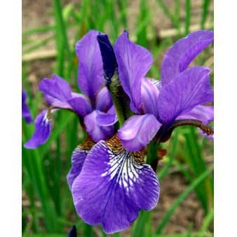 Se Sibirisk Iris 'Heavenly Blue' ❤ Stort online udvalg i Plantetorvet ❤ Hurtig levering: 1 - 2 Hverdage samt billig fragt - Varenummer: PTT-59829 og barcode / Ean: på lager - Udsalg på Stauder > Iris Spar op til 51% - Over 412 kendte brands på udsalg