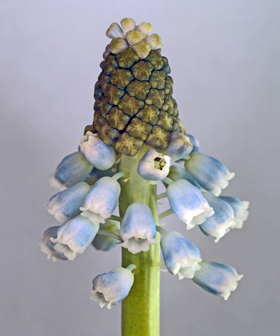 Se Muscari Botryoides af Pauline Snoeijs ❤ Stort online udvalg i Pauline Snoeijs ❤ Hurtig levering: 1 - 2 Hverdage samt billig fragt ❤ Varenummer: ILL-14358 og barcode / Ean: på lager - Udsalg på Illux Art shop - Fotokunst - Pauline Snoeijs - Natur - Natur fotokunst - Blomster Spar op til 56% - Over 454 design brands på udsalg