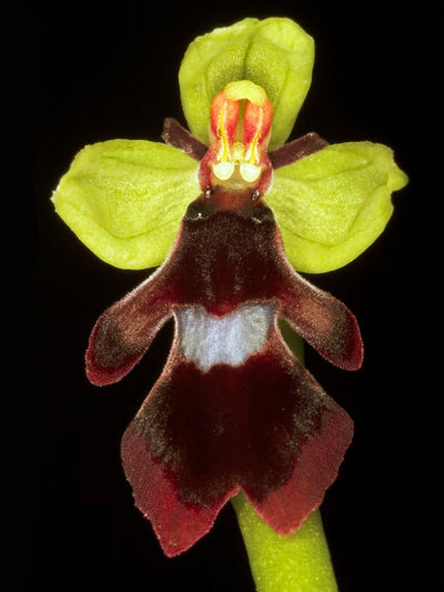 Se Ophrys Insectifera af Pauline Snoeijs ❤ Stort online udvalg i Pauline Snoeijs ❤ Hurtig levering: 1 - 2 Hverdage samt billig fragt ❤ Varenummer: ILL-14380 og barcode / Ean: på lager - Udsalg på Illux Art shop - Fotokunst - Pauline Snoeijs - Natur - Natur fotokunst - Blomster Spar op til 63% - Over 454 design brands på udsalg