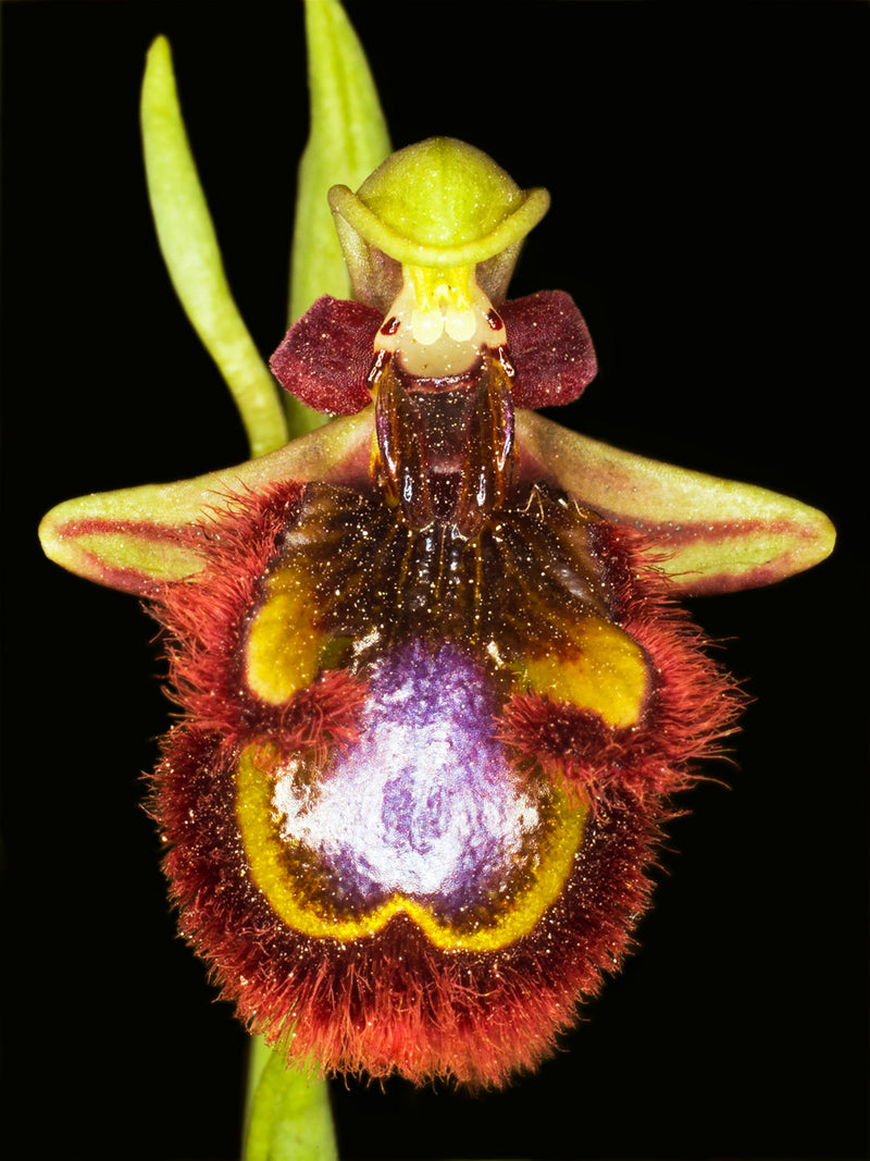 Se Ophrys Speculum af Pauline Snoeijs ❤ Stort online udvalg i Pauline Snoeijs ❤ Hurtig levering: 1 - 2 Hverdage samt billig fragt ❤ Varenummer: ILL-14381 og barcode / Ean: på lager - Udsalg på Illux Art shop - Fotokunst - Pauline Snoeijs - Natur - Natur fotokunst - Blomster Spar op til 64% - Over 454 design brands på udsalg