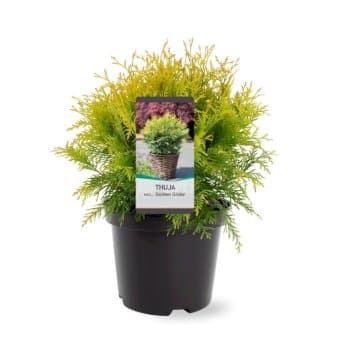 Se Thuja 'Golden Globe' ❤ Stort online udvalg i Plantetorvet ❤ Hurtig levering: 1 - 2 Hverdage samt billig fragt - Varenummer: PTT-65194 og barcode / Ean: på lager - Udsalg på Nåletræer > Thuja Spar op til 59% - Over 454 design brands på udsalg