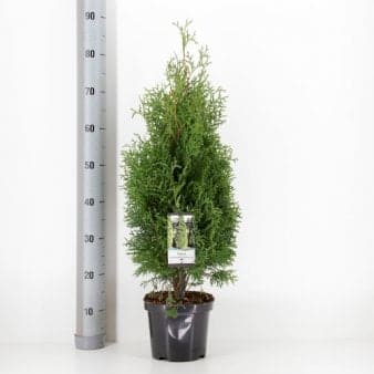 Se Almindelig Thuja 'Holmstrup' ❤ Stort online udvalg i Plantetorvet ❤ Hurtig levering: 1 - 2 Hverdage samt billig fragt - Varenummer: PTT-65202 og barcode / Ean: på lager - Udsalg på Nåletræer > Thuja Spar op til 54% - Over 454 design brands på udsalg