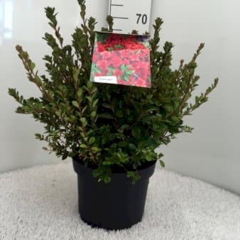 Se 'Stewartsonian' ❤ Stort online udvalg i Plantetorvet ❤ Hurtig levering: 1 - 2 Hverdage samt billig fragt - Varenummer: PTT-84595 og barcode / Ean: på lager - Udsalg på Rhododendron > Japanske Azalea Spar op til 64% - Over 312 kendte brands på udsalg