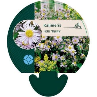 Se KALIMERIS INCISA 'MADIVA' ❤ Stort online udvalg i Plantetorvet ❤ Hurtig levering: 1 - 2 Hverdage samt billig fragt - Varenummer: PTT-92411 og barcode / Ean: på lager - Udsalg på Stauder > Skønasters Spar op til 54% - Over 785 kendte brands på udsalg