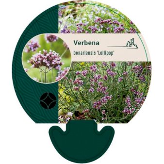 Se Kæmpe Verbena 'Lollipop' Bakke med 12 stk. ❤ Stort online udvalg i Plantetorvet ❤ Hurtig levering: 1 - 2 Hverdage samt billig fragt - Varenummer: PTT-92955 og barcode / Ean: på lager - Udsalg på Stauder > Verbena Spar op til 66% - Over 360 kendte mærker på udsalg