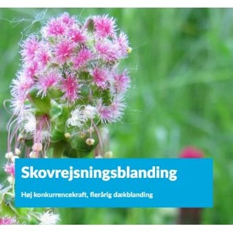 Se Skovrejsningsblanding 2 kg ❤ Stort online udvalg i DLF ❤ Hurtig levering: 1 - 2 Hverdage samt billig fragt - Varenummer: PTT-85775 og barcode / Ean: på lager - Udsalg på Vildfrø > Vildtpleje Spar op til 58% - Over 857 kendte brands på udsalg