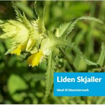 Se Liden Skjaller 100 g ❤ Stort online udvalg i DLF Seeds ❤ Hurtig levering: 1 - 2 Hverdage samt billig fragt - Varenummer: PTT-86302 og barcode / Ean: på lager - Udsalg på Vildfrø > Frø til eng og natur Spar op til 59% - Over 857 kendte brands på udsalg