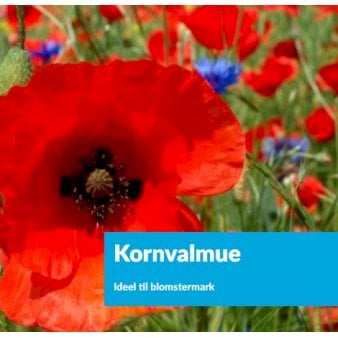 Se Kornvalmue 250g ❤ Stort online udvalg i DLF Seeds ❤ Hurtig levering: 1 - 2 Hverdage samt billig fragt - Varenummer: PTT-86304 og barcode / Ean: på lager - Udsalg på Vildfrø > Frø til eng og natur Spar op til 57% - Over 857 kendte brands på udsalg