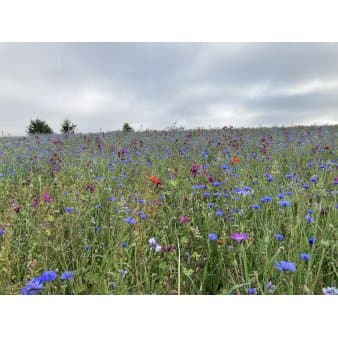 Se Dansk blomsterblanding til fed jord 45-50 m2 ❤ Stort online udvalg i Let it bee ❤ Hurtig levering: 1 - 2 Hverdage samt billig fragt - Varenummer: PTT-87169 og barcode / Ean: på lager - Udsalg på Vildfrø > Let it Bee Spar op til 62% - Over 785 kendte brands på udsalg