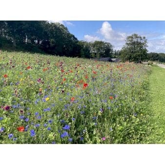 Se Dansk blomsterblanding til let jord 15-20 m2 ❤ Stort online udvalg i Let it bee ❤ Hurtig levering: 1 - 2 Hverdage samt billig fragt - Varenummer: PTT-87171 og barcode / Ean: på lager - Udsalg på Vildfrø > Let it Bee Spar op til 59% - Over 785 kendte brands på udsalg