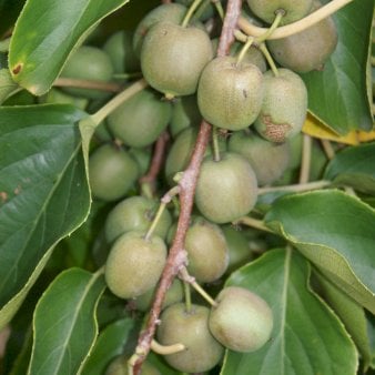 Se Stikkelsbærkiwi 'Fresh Jumbo' Potte 2,0 liter,- Opbundet ❤ Stort online udvalg i Plantetorvet ❤ Hurtig levering: 1 - 2 Hverdage samt billig fragt - Varenummer: PTT-95582 og barcode / Ean: på lager - Udsalg på Frugttræer & Frugtbuske > Kiwi Spar op til 62% - Over 350 kendte brands på udsalg