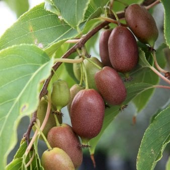 Se Stikkelsbærkiwi 'Red Jumbo' Potte 2,0 liter,- Opbundet ❤ Stort online udvalg i Plantetorvet ❤ Hurtig levering: 1 - 2 Hverdage samt billig fragt - Varenummer: PTT-95584 og barcode / Ean: på lager - Udsalg på Frugttræer & Frugtbuske > Kiwi Spar op til 59% - Over 350 kendte brands på udsalg