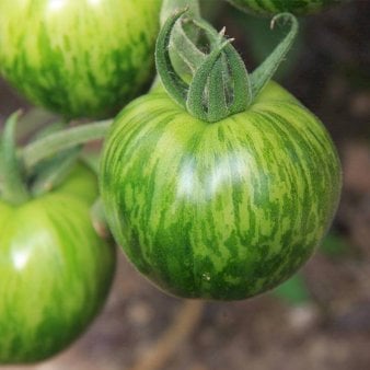 Se Øko Tomat 'Green Zebra' ❤ Stort online udvalg i Plantetorvet ❤ Hurtig levering: 1 - 2 Hverdage samt billig fragt - Varenummer: PTT-96716 og barcode / Ean: på lager - Udsalg på Tomater Spar op til 58% - Over 424 kendte brands på udsalg