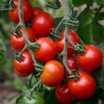 Se Øko Tomat 'Zuckertraube' ❤ Stort online udvalg i Plantetorvet ❤ Hurtig levering: 1 - 2 Hverdage samt billig fragt - Varenummer: PTT-96718 og barcode / Ean: på lager - Udsalg på Tomater Spar op til 56% - Over 424 kendte brands på udsalg