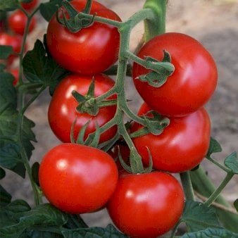 Se Øko Tomat 'Bolstar Granda' ❤ Stort online udvalg i Plantetorvet ❤ Hurtig levering: 1 - 2 Hverdage samt billig fragt - Varenummer: PTT-96717 og barcode / Ean: på lager - Udsalg på Tomater Spar op til 57% - Over 424 kendte brands på udsalg