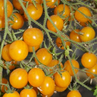 Se Øko Tomat 'Yellow Clementine' ❤ Stort online udvalg i Plantetorvet ❤ Hurtig levering: 1 - 2 Hverdage samt billig fragt - Varenummer: PTT-96719 og barcode / Ean: på lager - Udsalg på Tomater Spar op til 67% - Over 424 kendte brands på udsalg