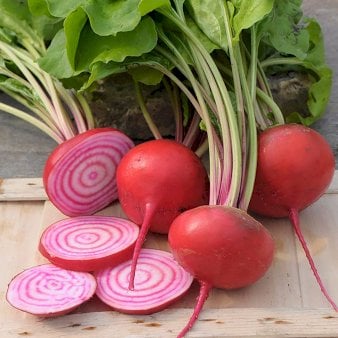 Se Øko Rødbede 'Chioggia' ❤ Stort online udvalg i Plantetorvet ❤ Hurtig levering: 1 - 2 Hverdage samt billig fragt - Varenummer: PTT-96721 og barcode / Ean: på lager - Udsalg på Rødbede Spar op til 65% - Over 424 kendte brands på udsalg