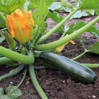 Se Øko Courgette 'Black Beauty' ❤ Stort online udvalg i Plantetorvet ❤ Hurtig levering: 1 - 2 Hverdage samt billig fragt - Varenummer: PTT-96729 og barcode / Ean: på lager - Udsalg på Squash Spar op til 54% - Over 424 kendte brands på udsalg