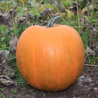 Se Øko Græskar 'Halloween' ❤ Stort online udvalg i Plantetorvet ❤ Hurtig levering: 1 - 2 Hverdage samt billig fragt - Varenummer: PTT-96730 og barcode / Ean: på lager - Udsalg på Græskar Spar op til 53% - Over 424 kendte brands på udsalg