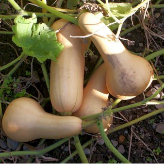 Se Øko Squash 'Butternut' ❤ Stort online udvalg i Plantetorvet ❤ Hurtig levering: 1 - 2 Hverdage samt billig fragt - Varenummer: PTT-96731 og barcode / Ean: på lager - Udsalg på Squash Spar op til 52% - Over 424 kendte brands på udsalg