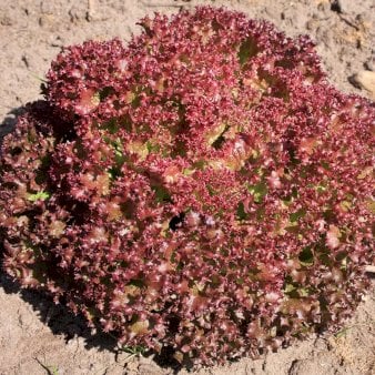 Se Øko Krølsalat 'Lollo Rossa' ❤ Stort online udvalg i Plantetorvet ❤ Hurtig levering: 1 - 2 Hverdage samt billig fragt - Varenummer: PTT-96742 og barcode / Ean: på lager - Udsalg på Salater Spar op til 66% - Over 424 kendte brands på udsalg