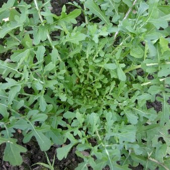 Se Øko Rucola 'Esmee' ❤ Stort online udvalg i Plantetorvet ❤ Hurtig levering: 1 - 2 Hverdage samt billig fragt - Varenummer: PTT-96745 og barcode / Ean: på lager - Udsalg på Salater Spar op til 56% - Over 424 kendte brands på udsalg